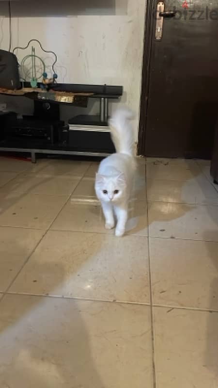 persian female cat 0