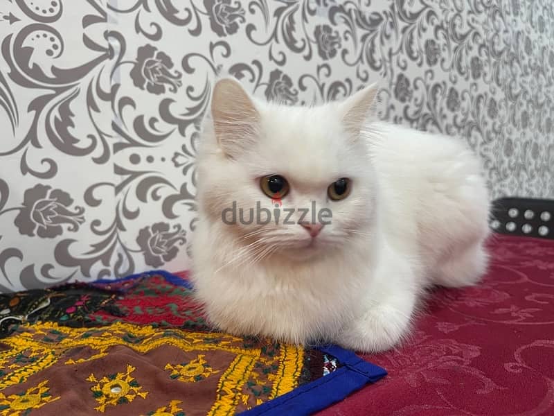 persian female cat 2