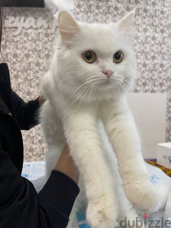 persian female cat 4