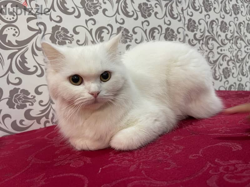 persian female cat 5