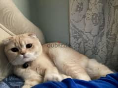 Scottish fold for adoption 0