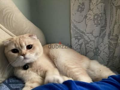 Scottish fold for adoption