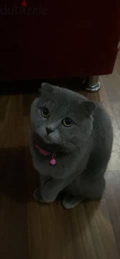 Grey Scottish fold for adoption 0