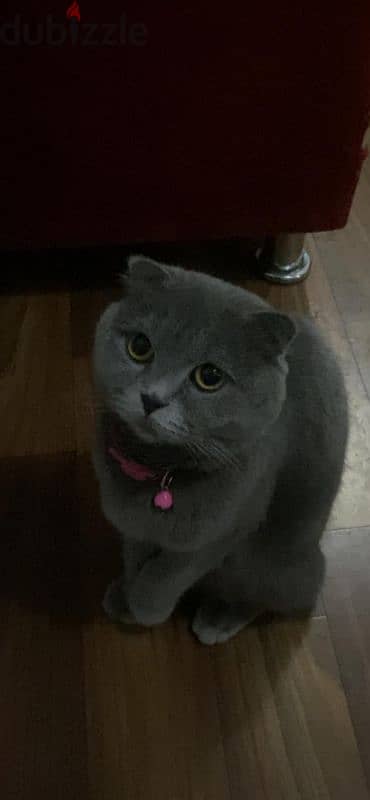 Grey Scottish fold for adoption