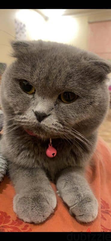 Grey Scottish fold for adoption 4