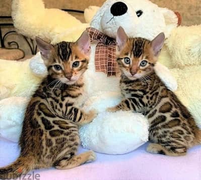 Whatsapp me +96555207281 Nice Cute Bengal kittens for sale