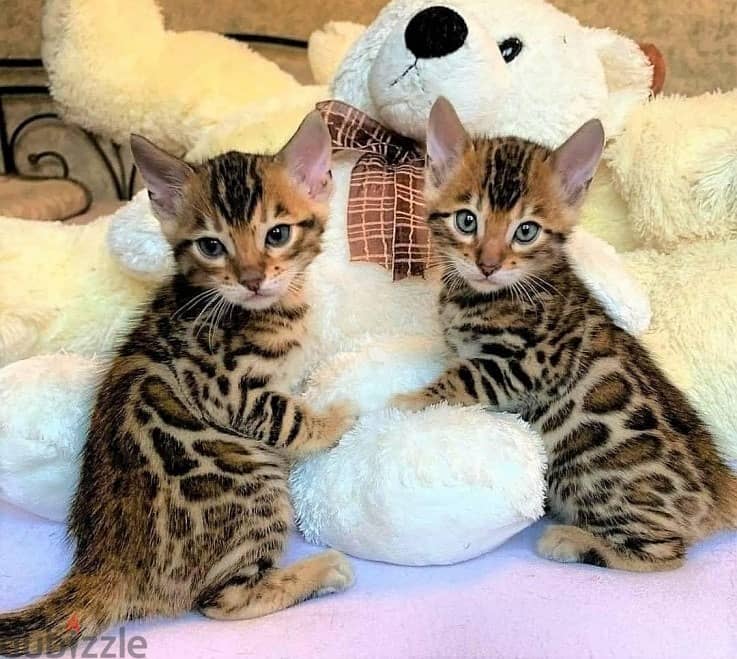 Whatsapp me +96555207281 Nice Cute Bengal kittens for sale 0