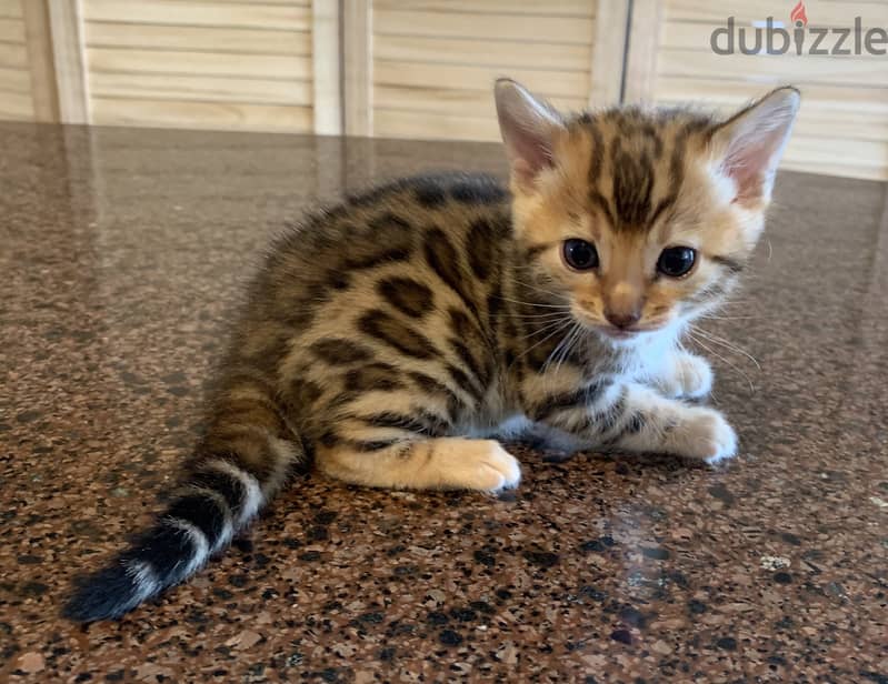 Whatsapp me +96555207281 Nice Cute Bengal kittens for sale 2