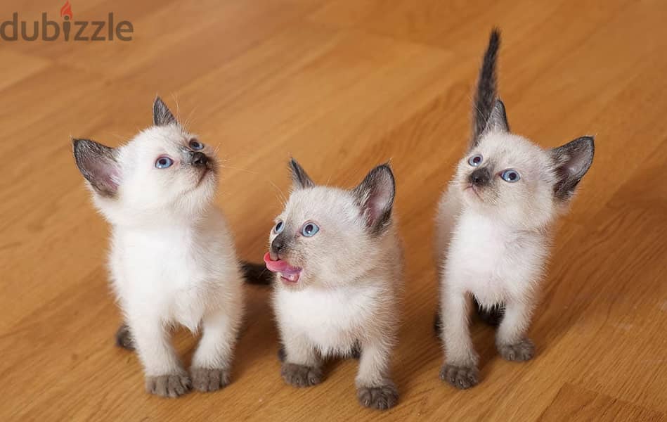 Whatsapp me +96555207281 Sweet Siamese kittens for sale 1