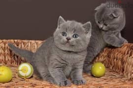 Whatsapp me +96555207281 Cute Biritish shorthair kittens for sale 0