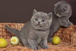 Whatsapp me +96555207281 Cute Biritish shorthair kittens for sale