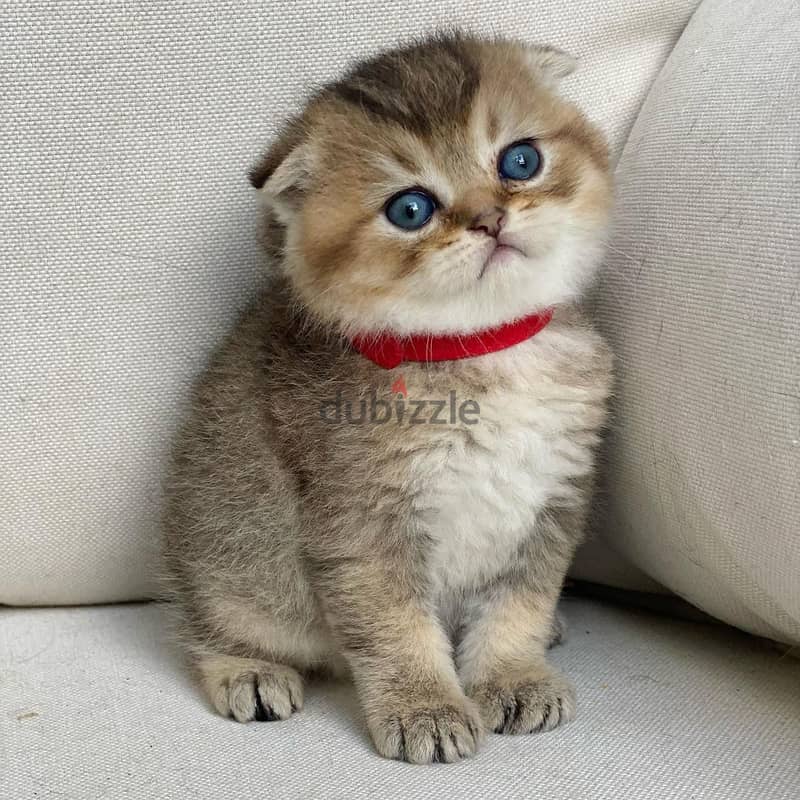 Whatsapp me +96555207281 Scottish Fold  kittens for sale 1