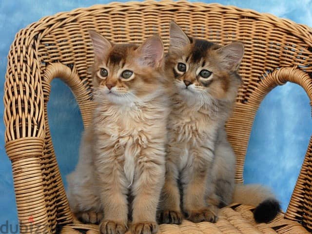 Whatsappy me +96555207281 Somali kittens for sale 1