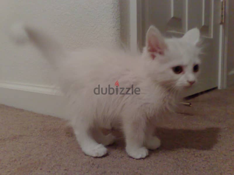 Whatsapp me +96555207281 Turkish Angora kittens for sale 0