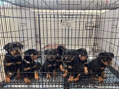 KC Registered Rottweiler Puppies 0