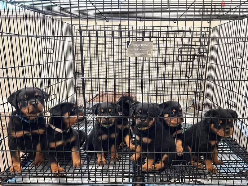 KC Registered Rottweiler Puppies 0