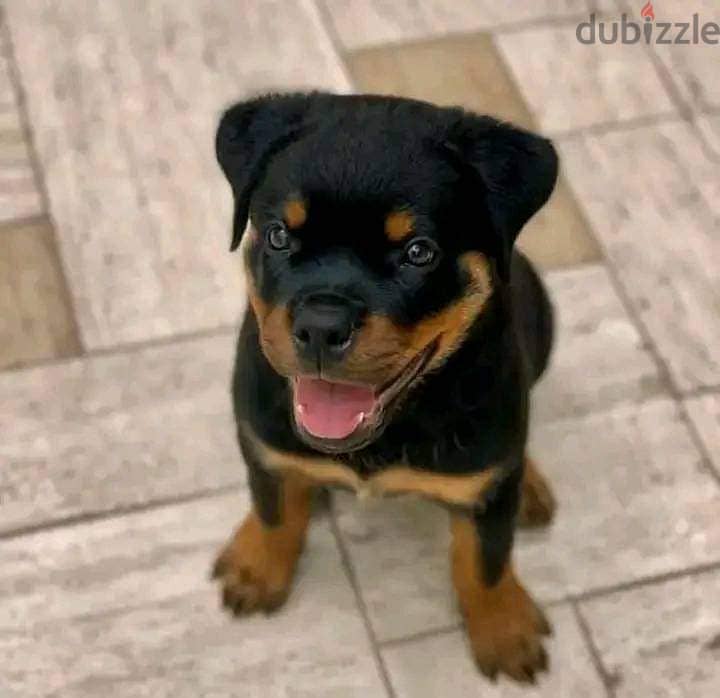 KC Registered Rottweiler Puppies 1