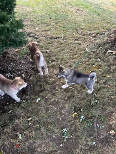 Beautiful Siberian husky Puppies