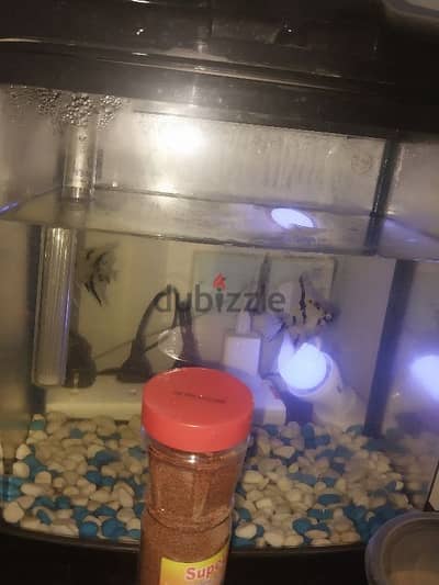 urgent I want to sell aquarium with 2 angel fish