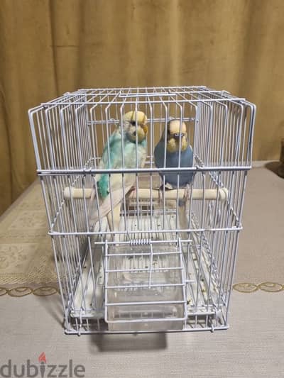 1 pair of budgies with cage for sale