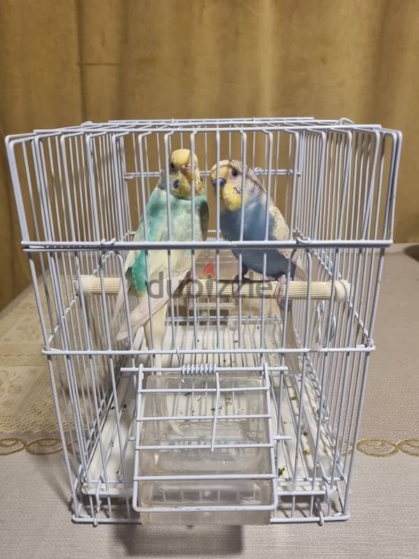 1 pair of budgies with cage for sale 2