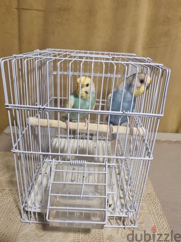 1 pair of budgies with cage for sale 3