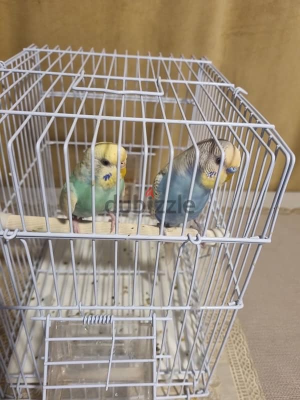 1 pair of budgies with cage for sale 4