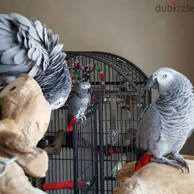 African grey parrot