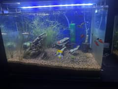 fish tank (aquarium) with fishes 0