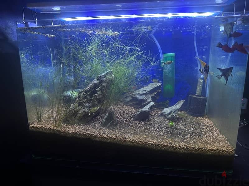 fish tank (aquarium) with fishes 1