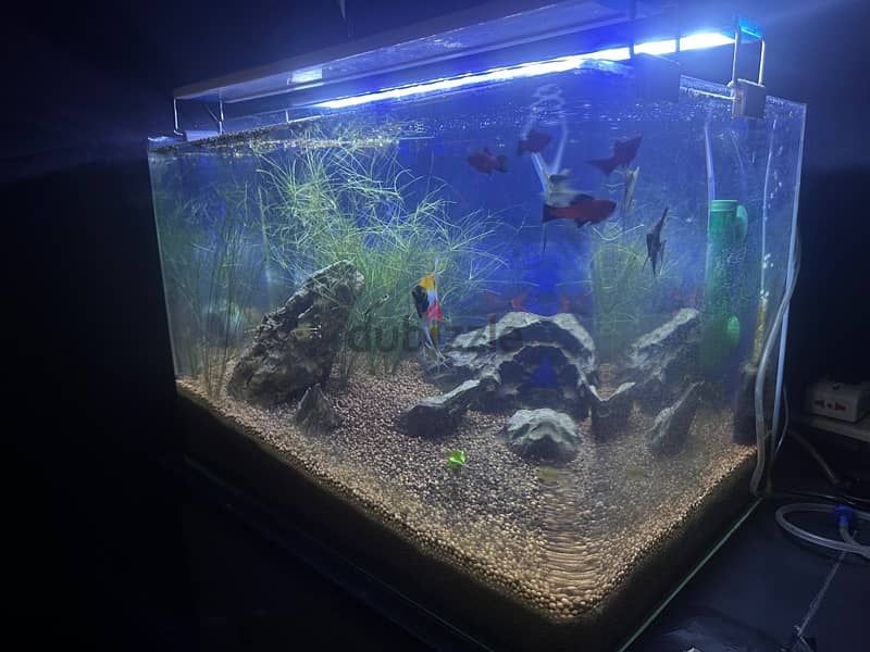 fish tank (aquarium) with fishes 2