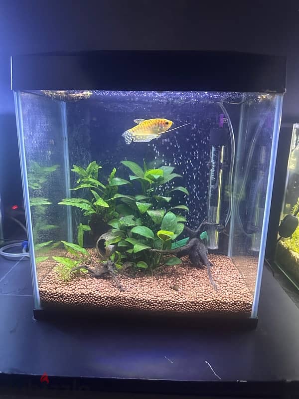 fish tank with fish 1