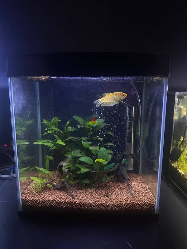 fish tank with fish 2