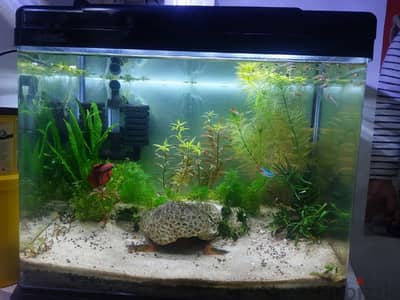 Planted Aquarium and Bowl