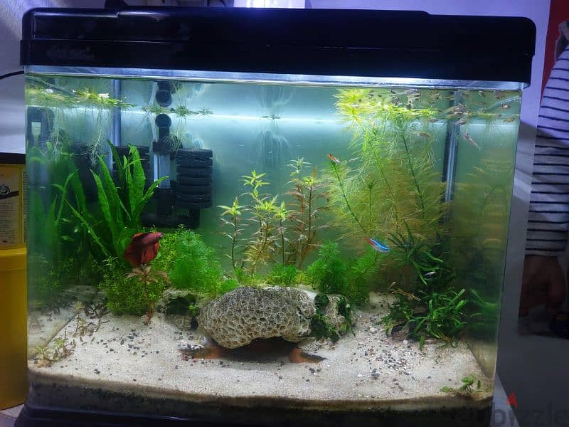 Planted Aquarium and Bowl 0