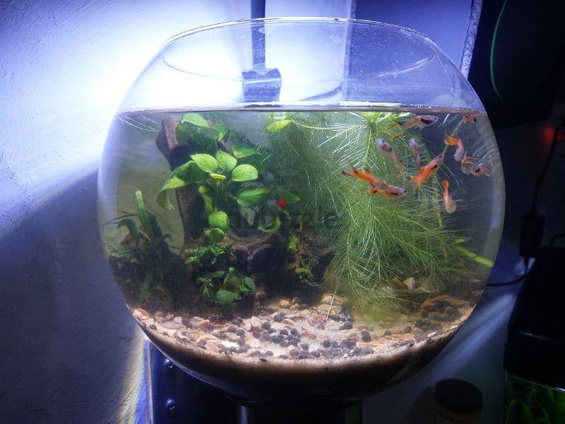 Planted Aquarium and Bowl 1