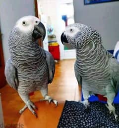 whatsApp. . +971 502479570 handreared baby Macaw parrots 0