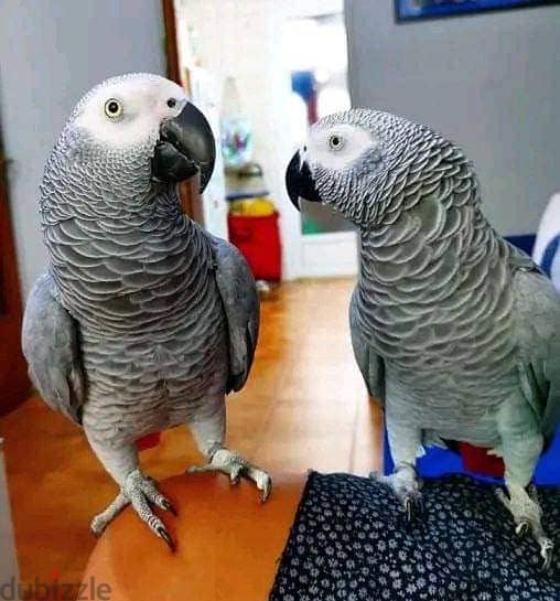 whatsApp. . +971 502479570 handreared baby Macaw parrots 0