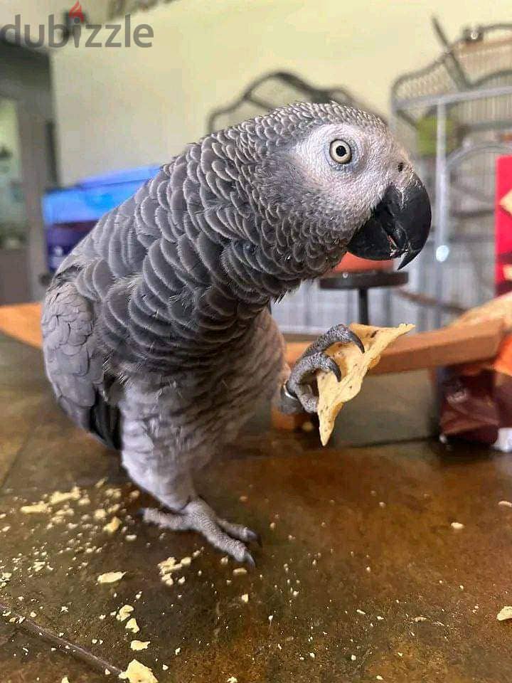 whatsApp. . +971 502479570 handreared baby Macaw parrots 1