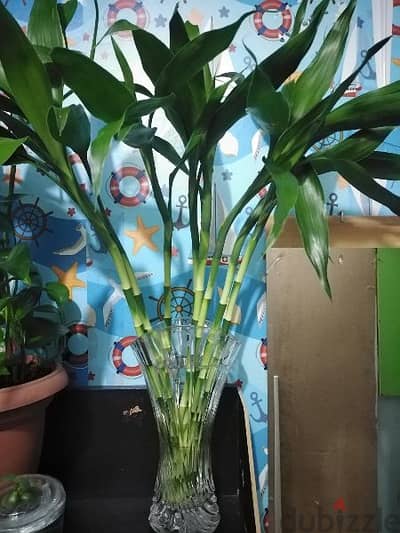 bamboo plants with vase