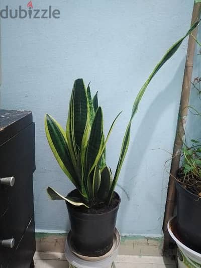 snake plants