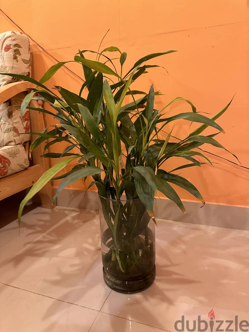 House plants 2