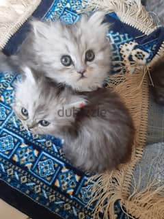 for sale kitten 0