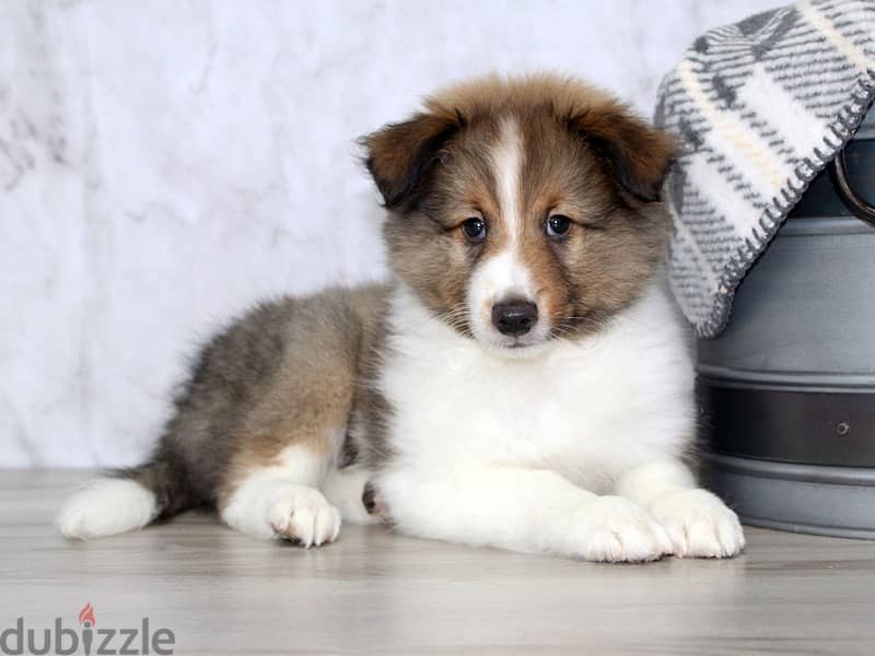 Whatsapp me +96555207281 Shetland sheepdogs  puppies for sale 0