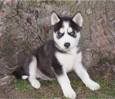 Whatsapp me +96555207281 Siberian Husky puppies for sale