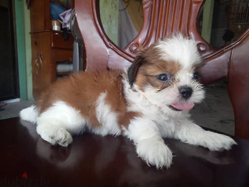 Whatsapp me +96555207281 Shih Tzu  puppies for sale 1