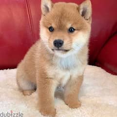 Whatsapp me +96555207281 Shiba Inu puppies for sale 0