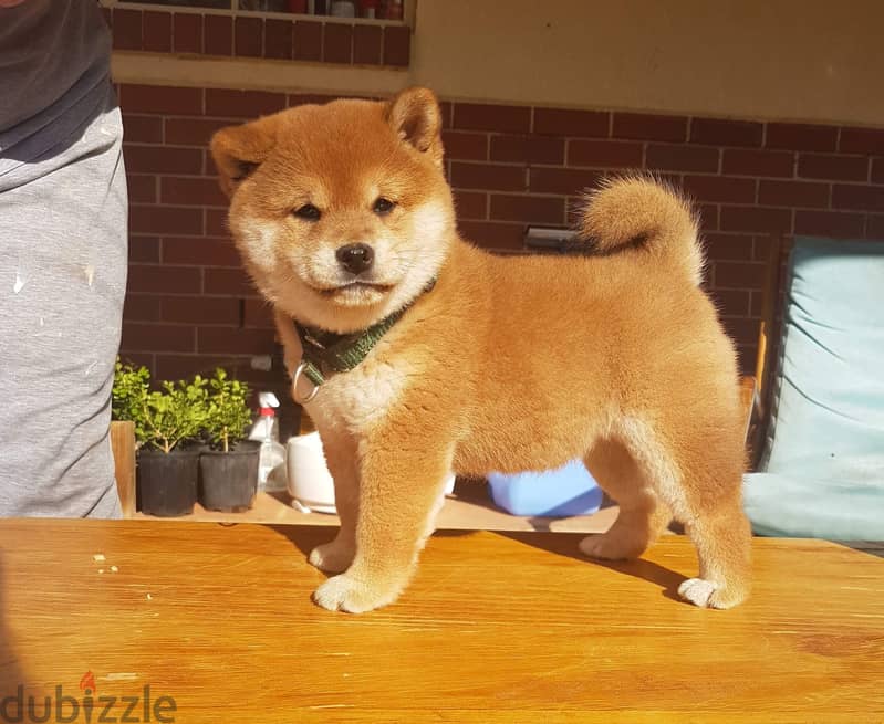 Whatsapp me +96555207281 Shiba Inu puppies for sale 1