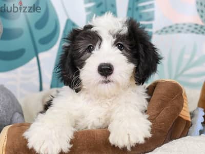 Whatsapp me +96555207281 Sheepadoodle  puppies for sale