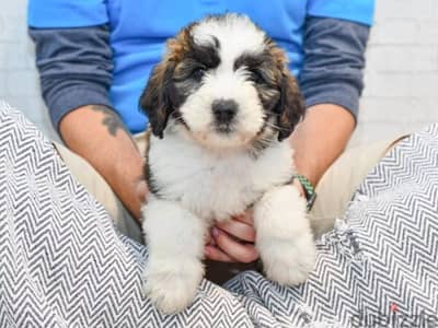 Whatsapp me +96555207281 Saint Berdoodle puppies for sale